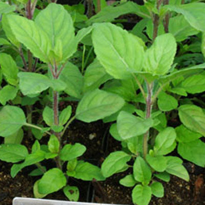 TULSI / HOLY BASIL