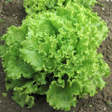 LETTUCE - Green Span