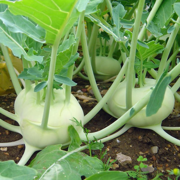 KOHL RABI SEEDS / GERMAN TURNIP