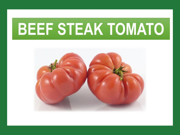 PEARL TOMATO / BEEF STEAK TOMATO