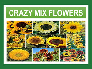 Sunflower Crazy Mixed Variety