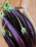 EGGPLANT - Dumaguete Long Purple