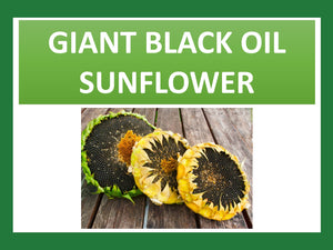 GIANT SUNFLOWER BLACK OIL