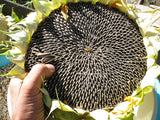 SUNFLOWER - Mongolian