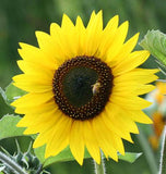 HYBRID SUNFLOWER   - Yellow Queen