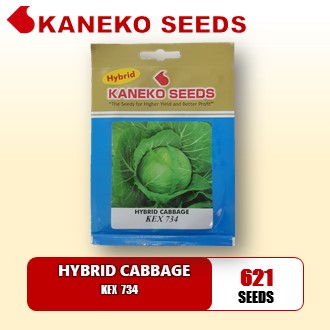 HYBRID  CABBAGE - KEX 734