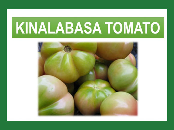 TAGALOG TOMATO / KINALABASA