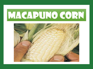 MACAPUNO WHITE CORN