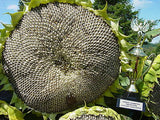 SUNFLOWER - Mongolian