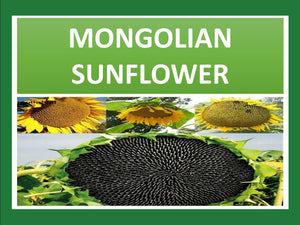 SUNFLOWER - Mongolian