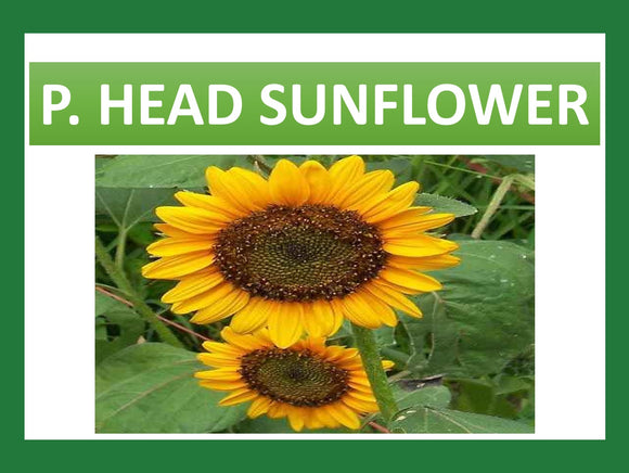 PERFECT HEADSUNFLOWER