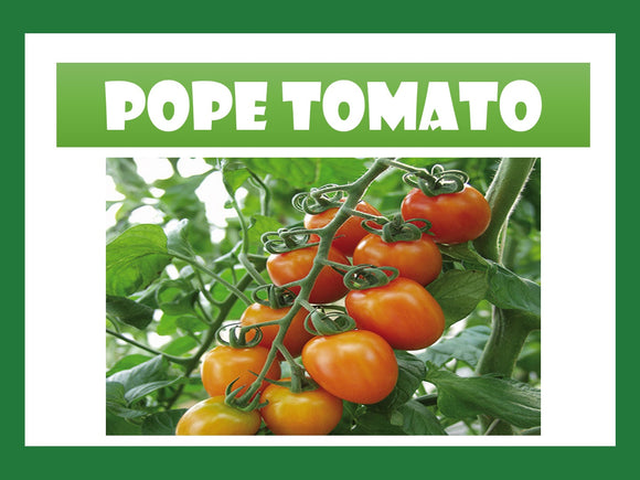 SUPER POPE TOMATO