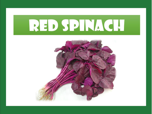 RED SPINACH / RED AMARANTH