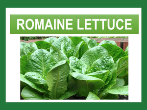 ROMAINE LETTUCE