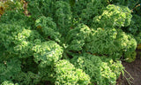 Siberian Kale Green