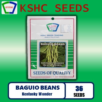 BAGUIO BEANS - Kentucky Wonder (Black Seeded)