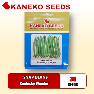 BAGUIO BEANS / SNAP BEANS - Kentucky Wonder