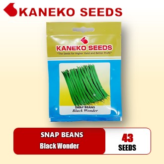 BAGUIO BEANS / SNAP BEANS - Black  Wonder