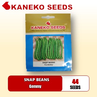 BAGUIO BEANS / SNAP BEANS - Gemmy