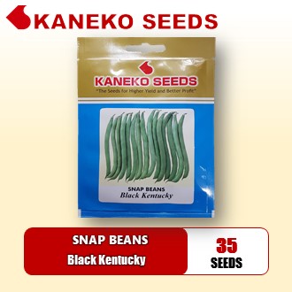 BAGUIO BEANS / SNAP BEANS - Black Kentucky