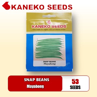 BAGUIO BEANS / SNAP BEANS - Mayabong