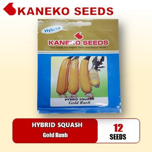 HYBRID SQUASH - Gold Rush