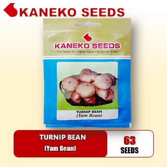 SINGKAMAS - Turnip Bean ( Yam Bean)