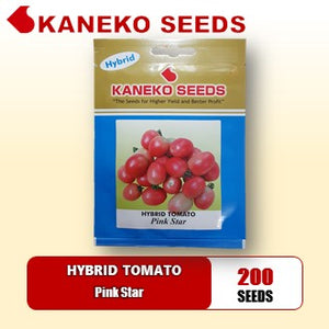 HYBRID TOMATO - Pink Star