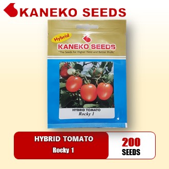 HYBRID TOMATO - Rocky 1