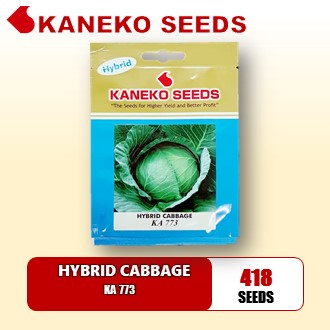 HYBRID  CABBAGE - KA 773