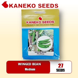 WINGED BEAN - Medium