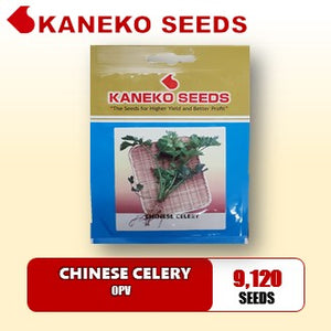 CELERY CHINESE - OPV