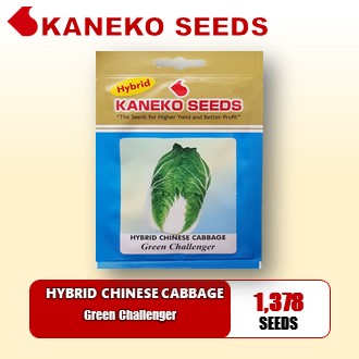 HYBRID CHINESE CABBAGE - Green Challenger