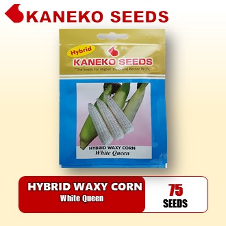 HYBRID WAXY CORN - White Queen