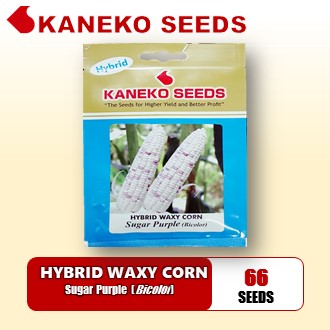 HYBRID WAXY CORN - Sugar Purple Corn (Bicolor)