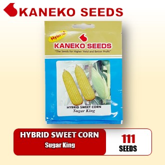 HYBRID SWEET  CORN - Sugar King