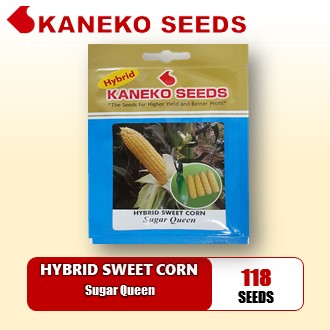 HYBRID SWEET  CORN - Sugar Queen