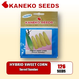 HYBRID SWEET  CORN - Sweet Sundae