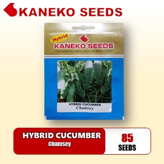 HYBRID CUCUMBER - Chamsey