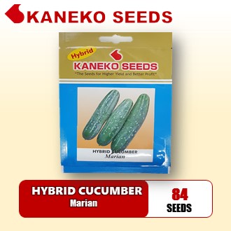 HYBRID CUCUMBER - Marian