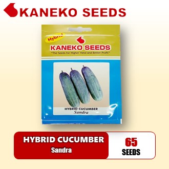 HYBRID CUCUMBER - Sandra