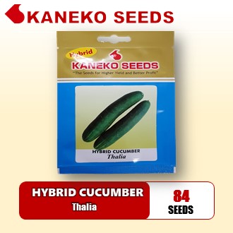 HYBRID CUCUMBER - Thalia