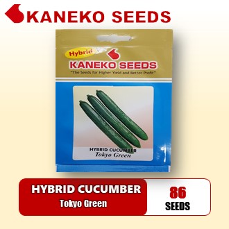 HYBRID CUCUMBER - Tokyo Green