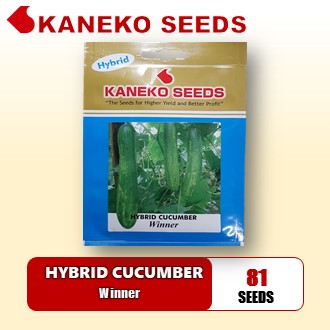 HYBRID CUCUMBER - Winner