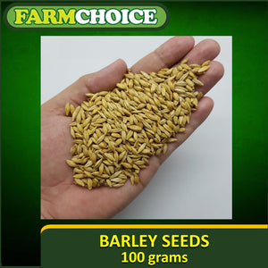 Barley Seeds (100 grams) for microgreens, sprouts and juicing