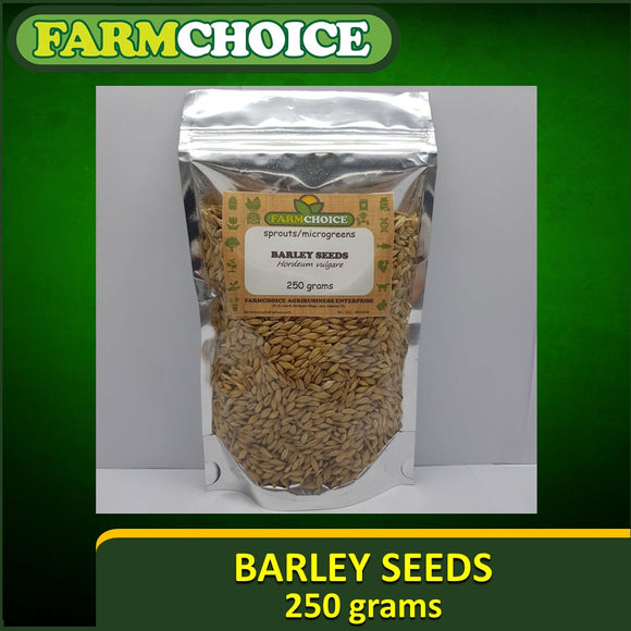 250g Barley Seeds for microgreens, sprouts and juicing