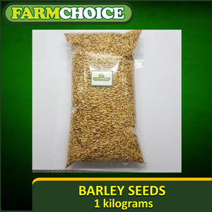 BARLEY Seeds (1Kg) for Microgreens and Sprouts