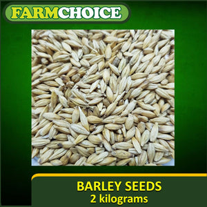 BARLEY SEEDS FOR MICROGREENS AND SPROUTS (2 kilos)