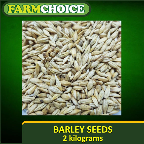 BARLEY SEEDS FOR MICROGREENS AND SPROUTS (2 kilos)