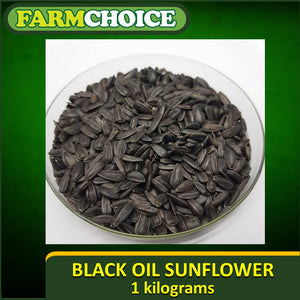 1Kg Sun Flower Seeds Black Oil Variety (OPV)